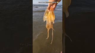 Rescuing Danger most Venomous jellyfish from 😨shorts Anshikalove8427 [upl. by Darlleen]