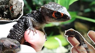 Complete Care Guide To Red Eyed Crocodile Skinks [upl. by Zahc194]