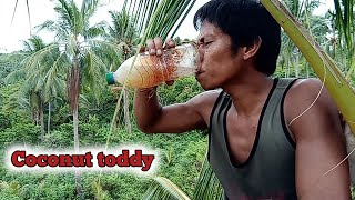 Producing Coconut Toddy or TUBANative Juice Drink coconutwine tuba [upl. by Stovall]