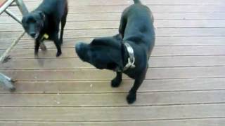 Staffordshire Bull Terrier talking amp barking [upl. by Phelan]