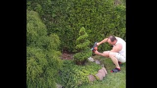 Cięcie artystyczne świerka na bonsai stihl husqvarna shaping shrubs Gestaltung Sträucher niwaki [upl. by Anad808]