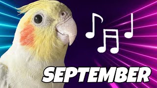 COCKATIELS SINGING September by Earth Wind amp Fire best training for your bird [upl. by Adnawyek]