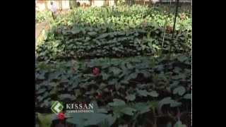 Cultivation practices of anthurium [upl. by Dessma]