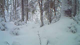 Ermine aka Stoat or Shorttailed Weasel  New Hampshire [upl. by Pliam]