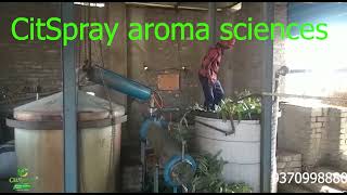 Eucalyptus Oil Extraction [upl. by Poirer]