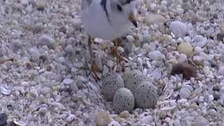 Working with partners to conserve piping plovers on the shores of Massachusetts [upl. by Netloc]