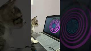 How to Hypnotize your cat [upl. by Channa]