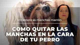 CÓMO DESMANCHAR LOS LAGRIMALES DE TU PERRO SHIH TZU [upl. by Amora]