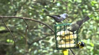 gray Palm Tanager [upl. by Zilla]