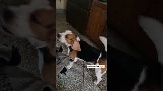 No i am not  Beagle  fighting 😤 💪 😑  with mom doglovers funny shorts 😆 😄 🤣 [upl. by Kakalina]