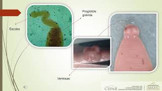 Características básicas de Helmintos [upl. by Neau605]