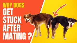 Why Dogs Get Stuck After Mating  What Do You Have To Do  Mating Process Explained  Topissimo [upl. by Ardnassac]