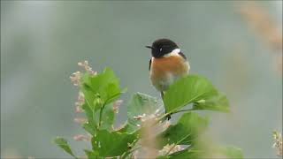 Stonechat Schwarzkehlchen m [upl. by Gertrud]