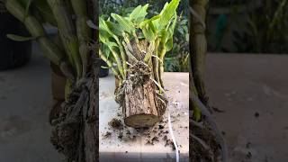 Satisfying propagation and grafting dendrobium plant orchid [upl. by Herbst]