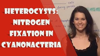 Heterocysts Nitrogen Fixation in Cyanonacteria [upl. by Castera]