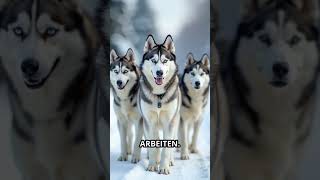 Die majestätischen Huskies [upl. by Cralg]