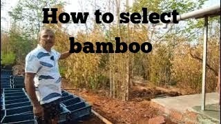 How to select bamboo sapling for plantation ep 49 [upl. by Svirad953]