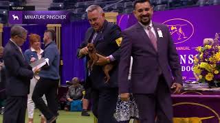 Miniature Pinschers  Breed Judging 2024 [upl. by Callida688]