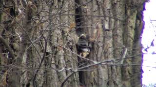 coon squalling missouri [upl. by Wendolyn192]