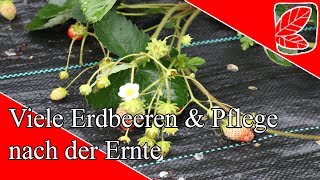 Viel Erdbeeren amp Pflege nach Ernte [upl. by Gowon]