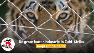 De commerciële handel in grote katachtigen in ZuidAfrika [upl. by Lered]