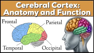 Lobes of the Brain Cerebrum Anatomy and Function Cerebral Cortex [upl. by Brandt]