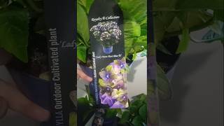 Hydrangea Black Knight Lady Mata Hari Blue 800 грнь продаж flowers hortensia garden plants [upl. by Dat171]