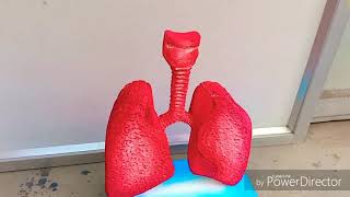 School Project  3D Lungs Model [upl. by Yekcim]