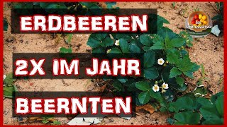 Erdbeeren pro Jahr 2x beernten  Erdbeeren richtig pflegen [upl. by Hoye54]