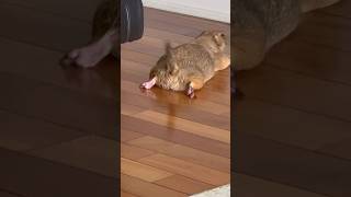 Prairie dog waddle and sploot 🥰 prairiedog animal cute [upl. by Nesral392]