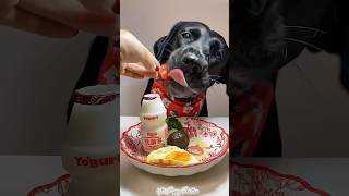 Breakfast time🍳puppy dog dogfood shorts ytshorts youtubeshorts [upl. by Ahsieyk]