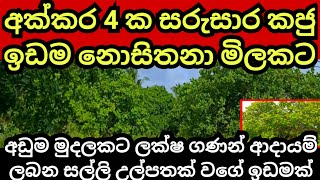 ලක්ෂ ගණන් ආදායම් ලබන අක්කර 4 ක කජු ඉඩම සුළු මුදලකට  Cashew land  Land for sale  Aduwata idam [upl. by Brandes228]