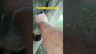 Nuovo pesticida autoprodotto in prova il video della preparazione lo trovate sul canale 🙂💪 [upl. by Nalehp623]