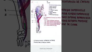 Le trépied fémoral  distribution de l artère fémorale dans le triangle fémoral [upl. by Ide]
