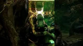 Amazon River Caiman Crocodile in the National Aquarium Baltimore [upl. by Stanfield]