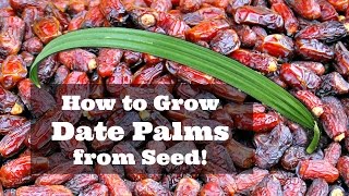 How to Grow Dates from Seed [upl. by Sianna839]