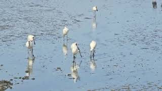 Shorebirds at Ambury Regional Park birds animals wildlife [upl. by Meggs16]