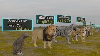 Cat Tiger amp Lion Size Comparison  3d animation [upl. by Edme]