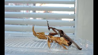 Phyllocrania paradoxa  párenie quotduchovquot ghost mantis mating [upl. by Ytissac200]