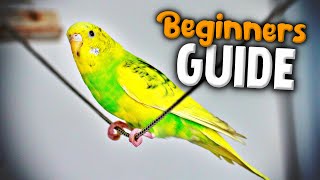 How to take Care of a Parakeet  Beginners Guide to Pet Birds [upl. by Virgilia529]