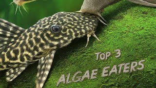 Top 3 Algae Eating Fish for a Clean Aquarium  Expert Picks [upl. by Aerdnwahs432]