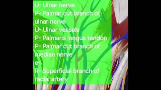 Easy way to understand Flexor retinaculum Structures Passing Superficial And Deep to it [upl. by Horst]