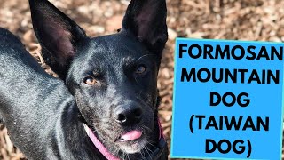 Formosan Mountain Dog  Taiwan Dog  TOP 10 Interesting Facts [upl. by Arres]