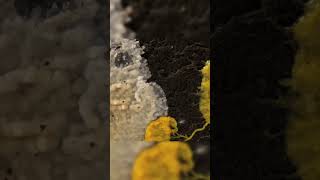 Slime molds Intelligent organisms that surprise us [upl. by Stallworth]