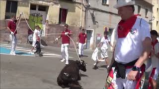 VAQUILLAS ENSOGADAS 2024  FIESTAS DEL ANGEL  TERUEL [upl. by Nobie]