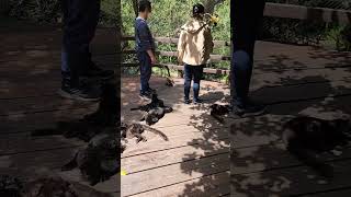 Lemurs and Squirrel monkeys at the Nagasaki Biopark japan shorts zoo [upl. by Ahsihat]