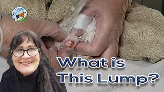 Gigantic sebaceous cyst hiding on guinea pig  can Cavy Central help him [upl. by Tnarb]