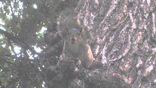 An adorable Fox Squirrel Sciurus niger at UT Austin chattering and barking [upl. by Quartus]