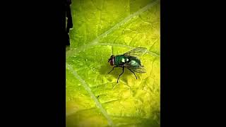 green bottle fly [upl. by Nibor]