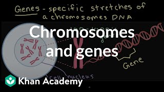 Chromosomes and genes  Inheritance and variation  Middle school biology  Khan Academy [upl. by Mikaela]